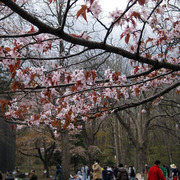 円山公園に花見に行きました 写真2