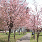 桜が咲きました 写真1