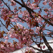 桜が咲きました 写真2