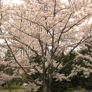 桜が咲きました！中島公園編 写真2