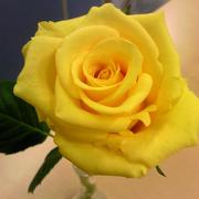 花言葉 写真1