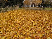 2012kouyo03.jpg