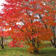 短期留学生を連れて紅葉を見に出かけました 写真1