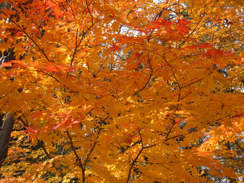 http://www.sapporo-koshi.jp/student/up_images/2012kouyo02.jpg