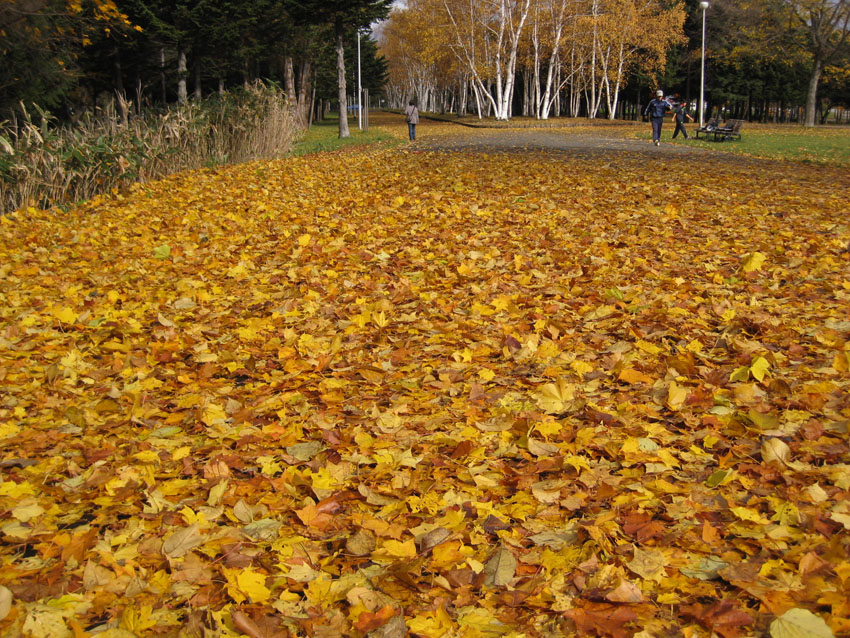http://www.sapporo-koshi.jp/student/up_images/2012kouyo03.jpg